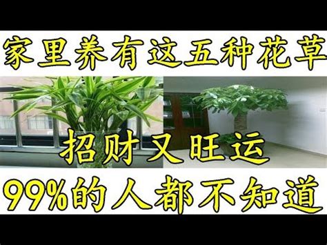 門口放什麼招財|大門口適合放什麼植物？風水師推薦發財樹、富貴竹、。